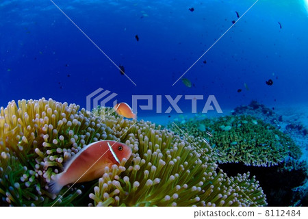 哈娜海軍豆跳蚤和珊瑚礁 哈娜海軍豆跳蚤和珊瑚礁 8112484