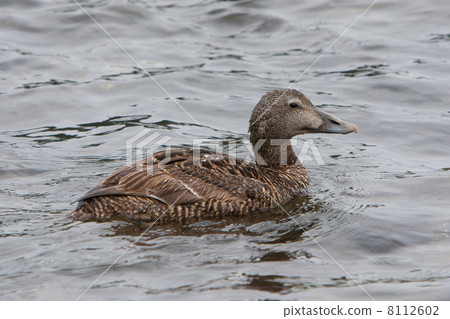 Common Eider (Somateria mollissima) Common Eider (Somateria mollissima) 8112602