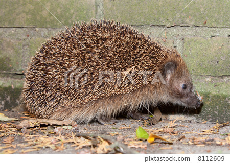 European Hedgehog (Erinaceus europaeus) European Hedgehog (Erinaceus europaeus) 8112609