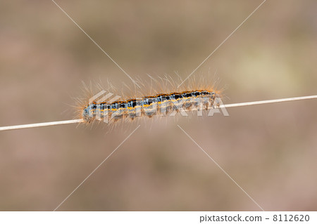 Caterpillar of the Ground Lackey (Malacosoma castrense) 8112620