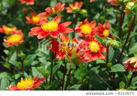 鮮花和蜜蜂 鮮花和蜜蜂 8112675