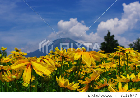 Rudobekia Rudobekia 8112677