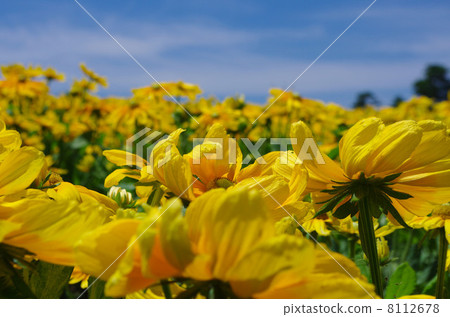 Rudobekia Rudobekia 8112678