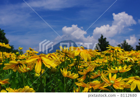 Rudobekia Rudobekia 8112680