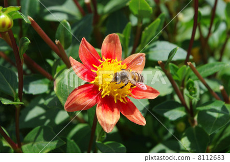 鮮花和蜜蜂 8112683