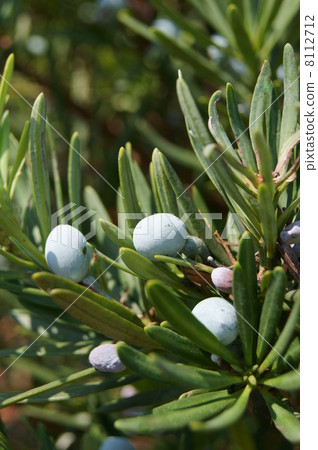 Maki (Maki) fruit 8112712