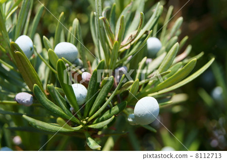 Maki (Maki) fruit Maki (Maki) fruit 8112713