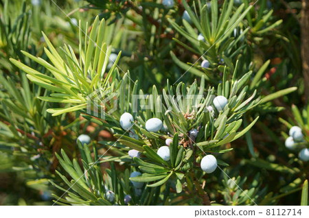 Maki (Maki) fruit 8112714