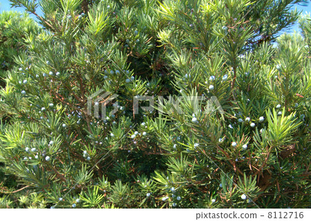 Maki（Maki）水果 8112716