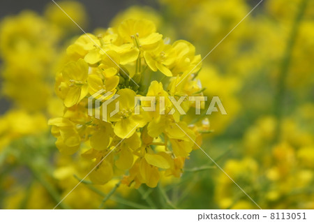 Rape blossoms Rape blossoms 8113051