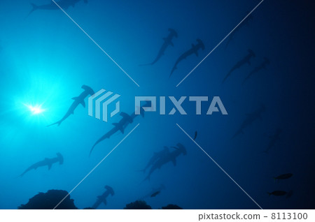 Hammerhead shark of Kanzimoto Island Hammerhead shark of Kanzimoto Island 8113100