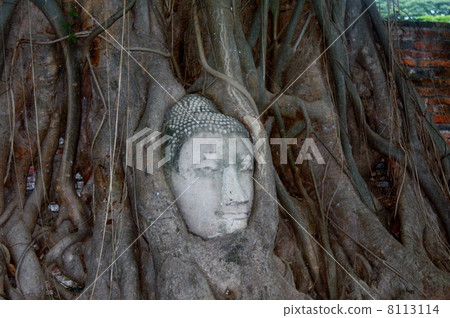 泰國大城府Wat Phra Mahathat菩薩頭 8113114