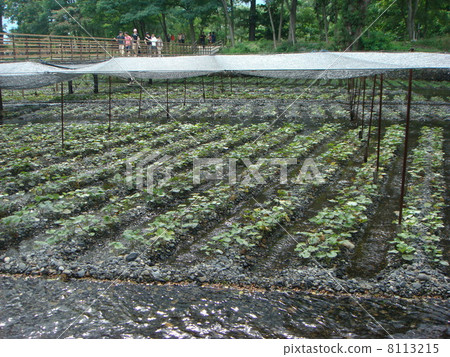 Wasabi field Wasabi field 8113215