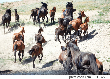 Herd of horses Herd of horses 8113225