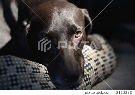 Single dog Single dog 8113228