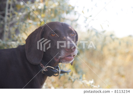 German pointer German pointer 8113234