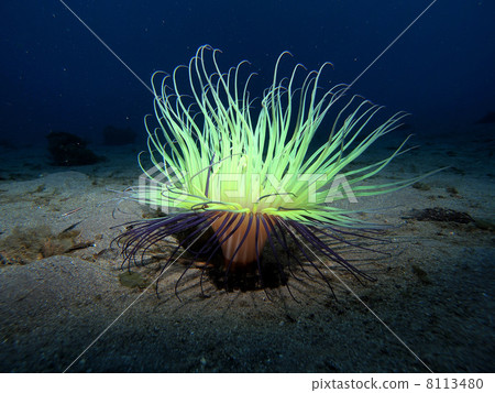 水下磨蘑菇 8113480