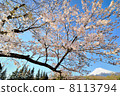 Fuji 007 8113794