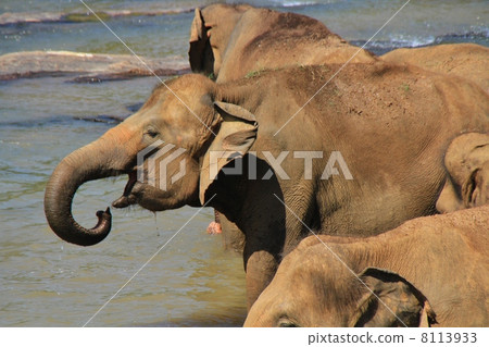Elephants drinking water 8113933
