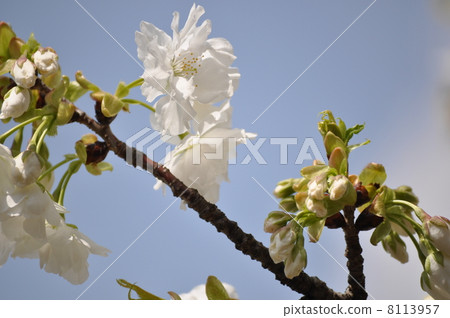 Cherry Blossoms Chira 8113957