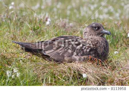 Great Skua (Stercorarius skua) at Runde Island (Norway) 8113958