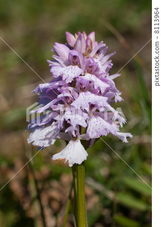 Heath Spotted Orchid or Moorland Spotted Orchid (Dactylorhiza ma 8113964