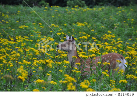 Summer Shiretoko alpine plant and Ezoshika 8114039