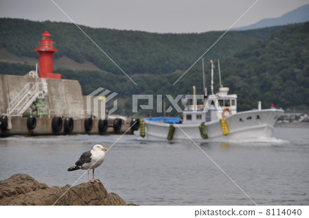 Sea gulls and fishing boats 8114040