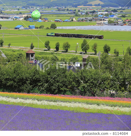 Lavender fields and truck trains 8114084