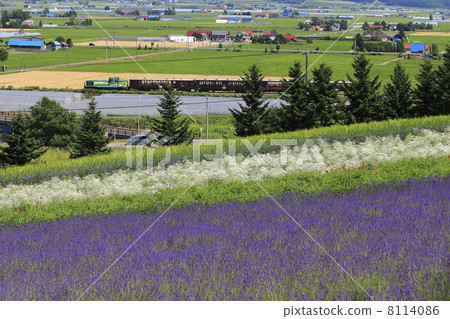 薰衣草田和卡車火車 8114086