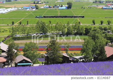 薰衣草田和卡車火車 8114087
