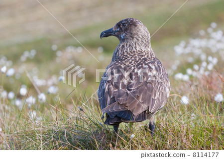 Great Skua (Stercorarius skua) at Runde Island (Norway) 8114177