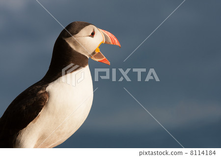 Atlantic Puffin (Fratercula arctica) at Runde island (Norway) Atlantic Puffin (Fratercula arctica) at Runde island (Norway) 8114184