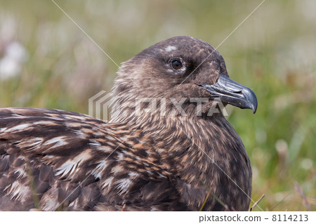 Great Skua (Stercorarius skua) at Runde Island (Norway) 8114213