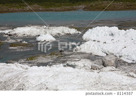 Melting snow of an winter avalanche in Jostedalsbreen national p 8114387