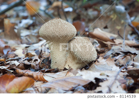 Common Puffballs (Lycoperdon Perlatum) on a forest floor during 8114539