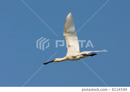 Common Spoonbill - Platalea leucorodia (Eemdijk, the Netherlands Common Spoonbill - Platalea leucorodia (Eemdijk, the Netherlands 8114599