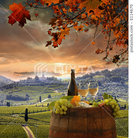 White wine with barrel on vineyard in Chianti, Tuscany, Italy 8114670