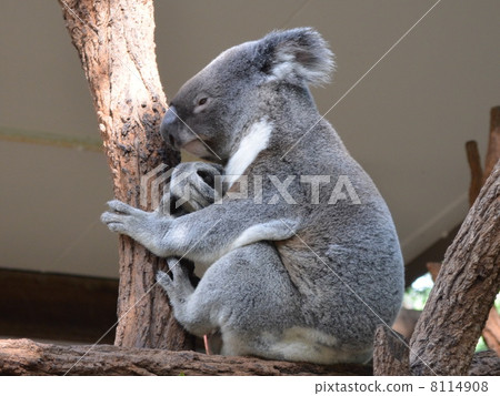 Koala 2 8114908
