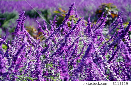 Amethyst Sage 8115119