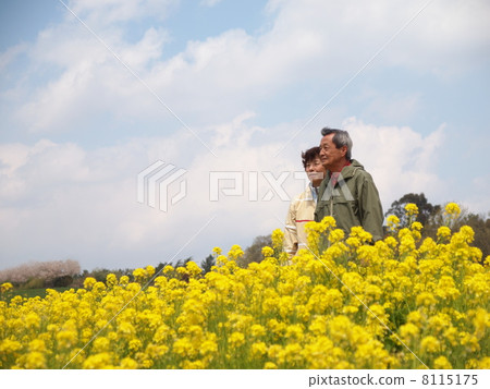 Senior couple in rape field 8115175