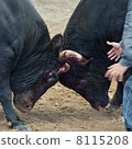Struggle 8115208