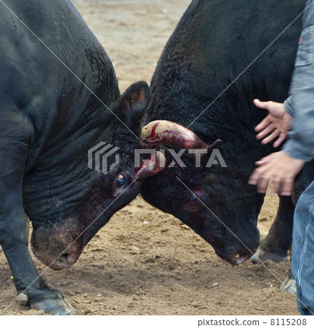 Struggle 8115208