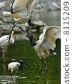 Air battle 8115209