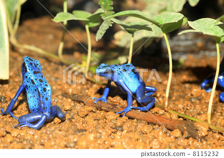 Cobalt Yaddo frog 8115232