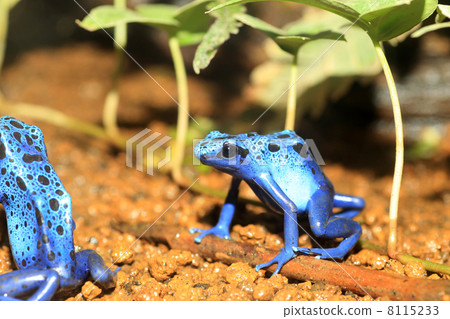 Cobalt Yaddo frog 8115233