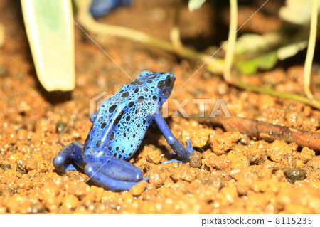 Cobalt Yaddo frog 8115235