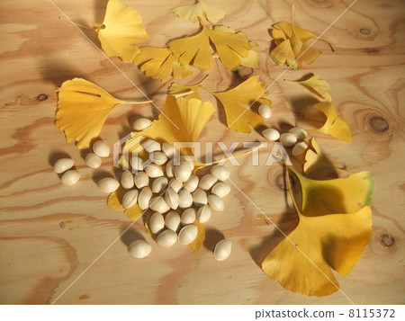 Gingko and ginkgo 8115372