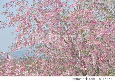 Cherry blossoms of Ryuu Tanglu cherry flower garden 8115434