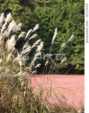 蘇米和紅蕎麥麵 8115443